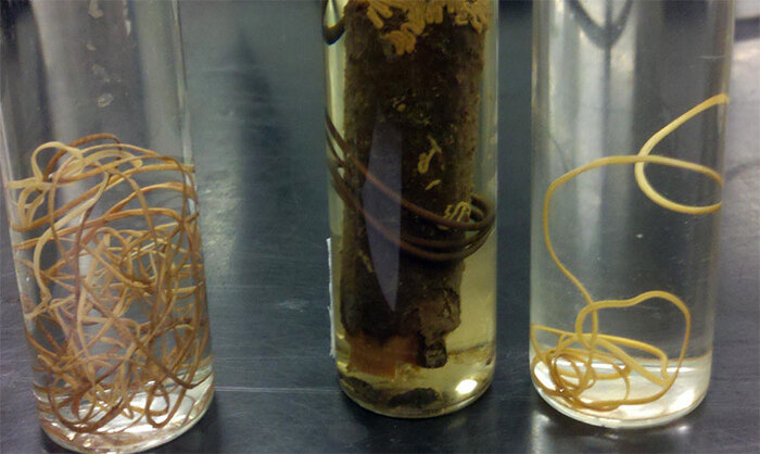 Понятно, а солому зачем в пробирки натолкали?