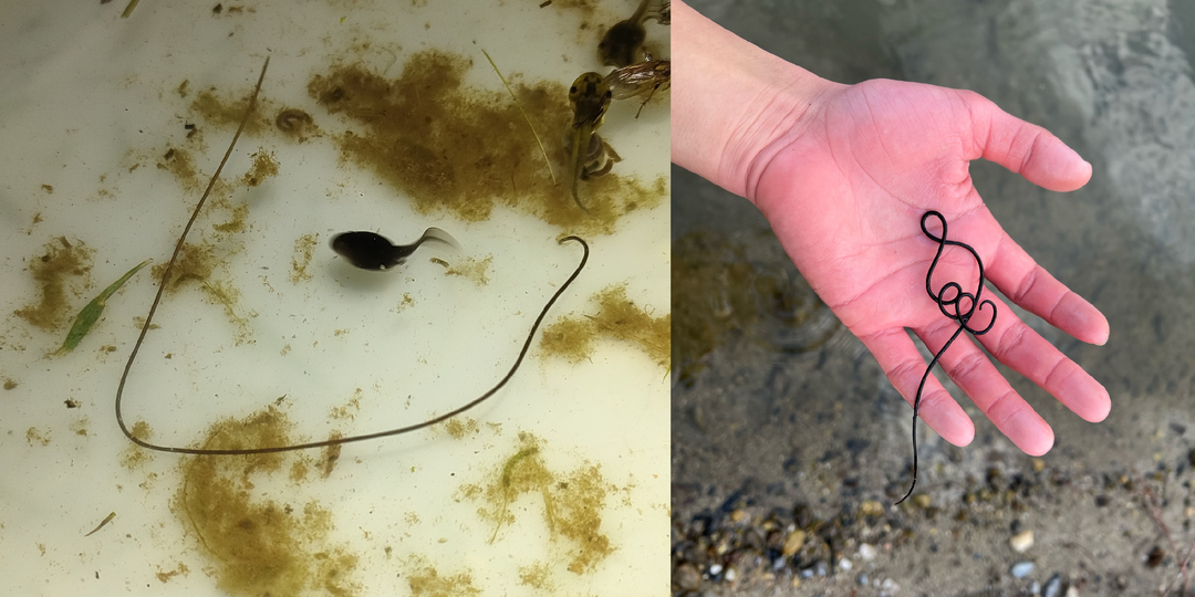 Конский волос: Червяк-паразит наших водоёмов. Что стоит о нём знать?