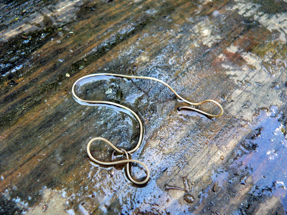 Украл 1342 гена и лежит довольный.