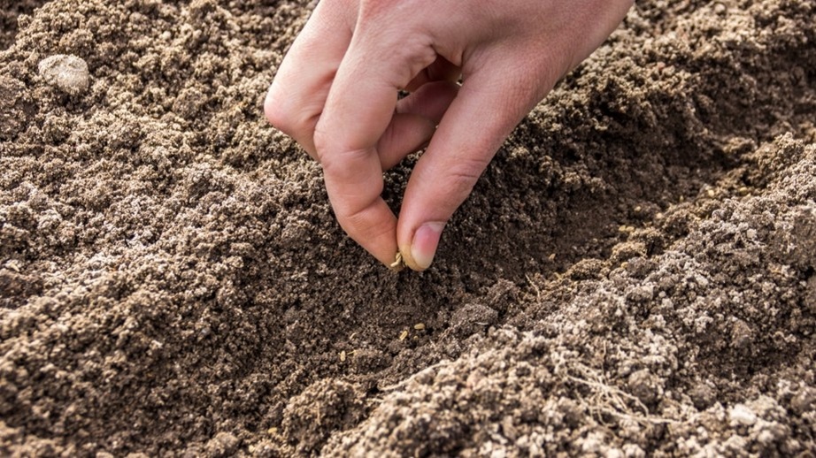 Сухая земля в борозде — главная причина, по которой морковь не трогается в рост неделями