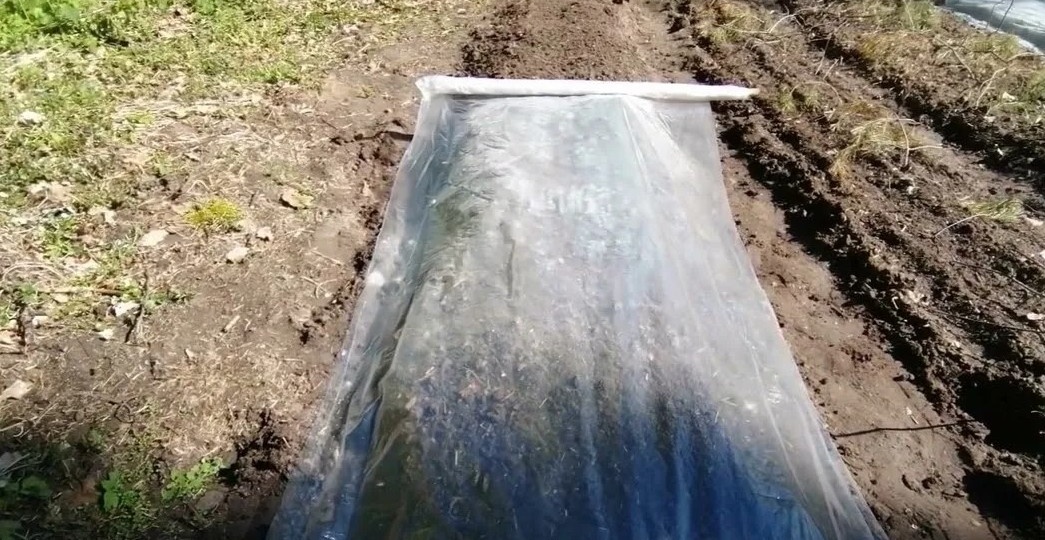 Посев моркови: 4 способа получить дружные всходы за 5–7 дней