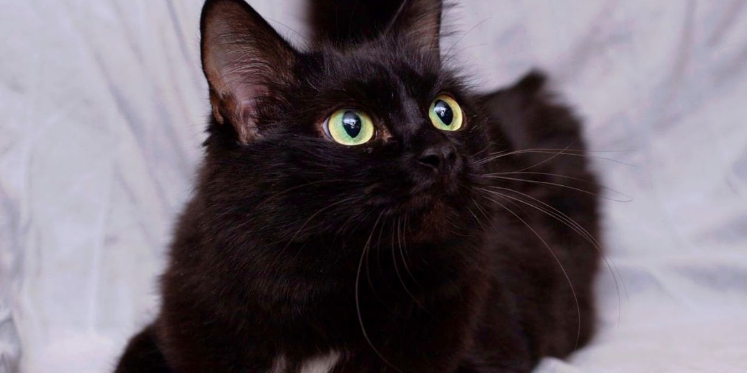 Нежнейшая и ласковая кошечка Тучка очень нуждается в семье