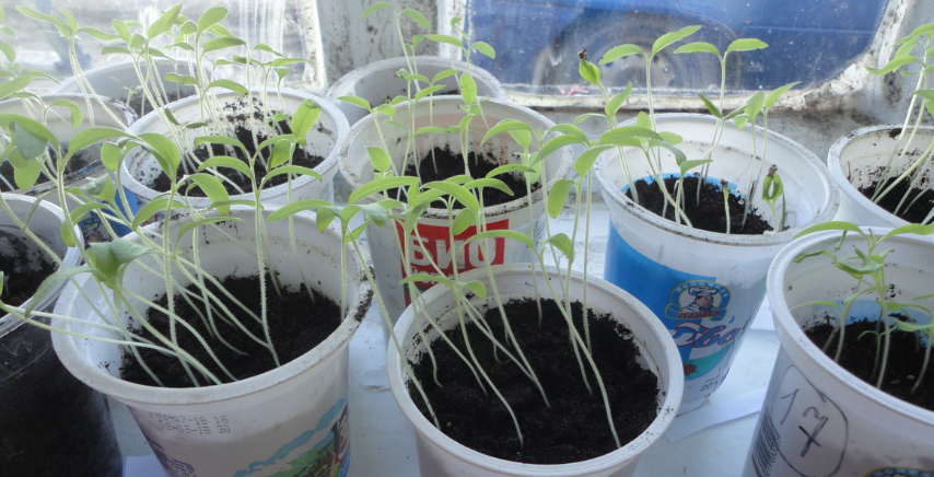 Монофосфат калия для рассады томатов: как применять, чтобы рассада томатов не вытягивалась