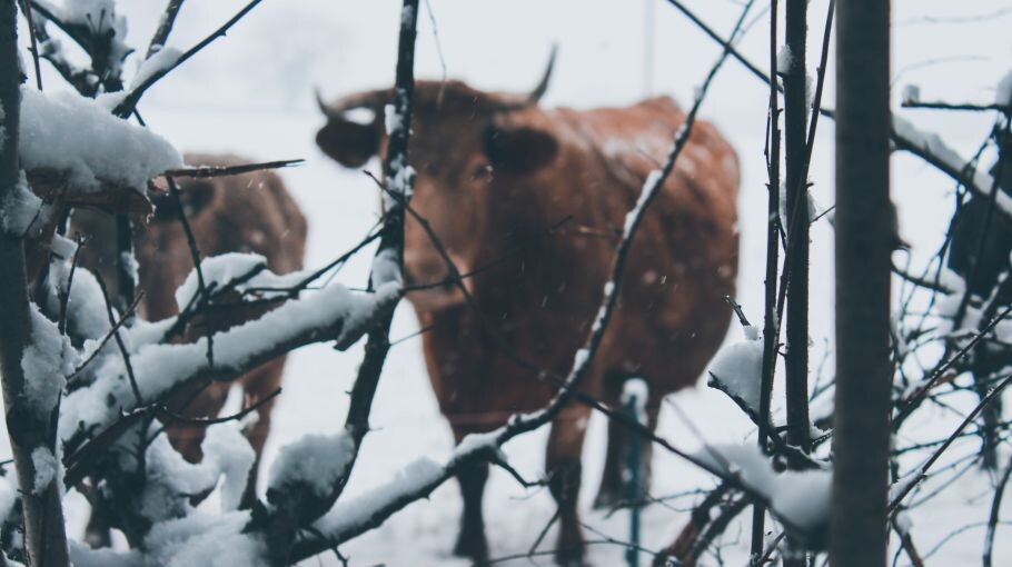 Туши коров и телят обнаружили на свалке возле Завьялово
