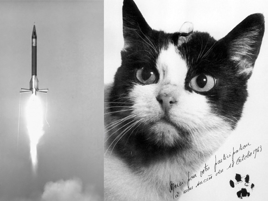 Единственная кошка - космонавт
