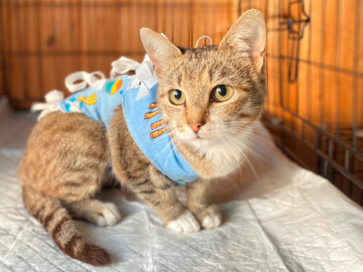 Красавица Мира — участница нашей программы стерилизации