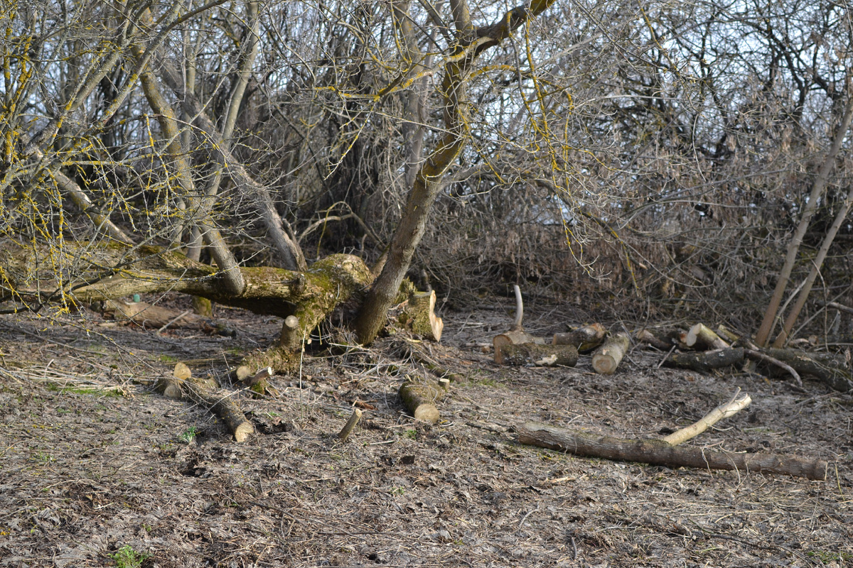 Выход из Секретного сада на поляну