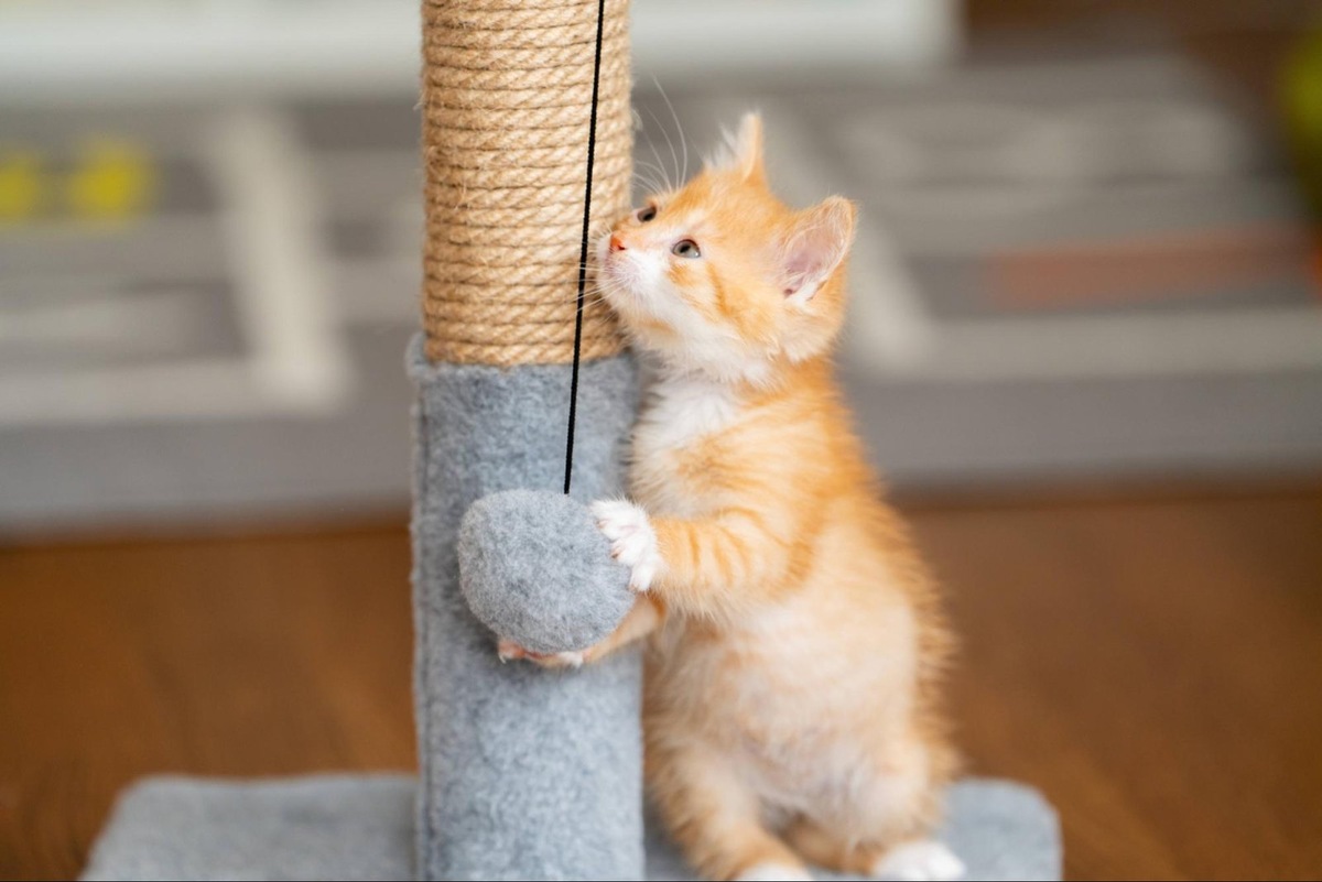    Приучать котенка к когтеточке нужно с самого детства