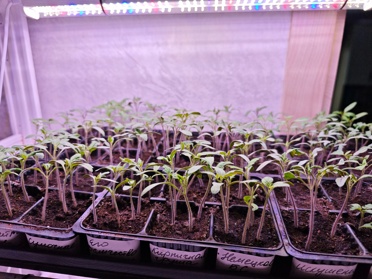 Посев был 31 марта