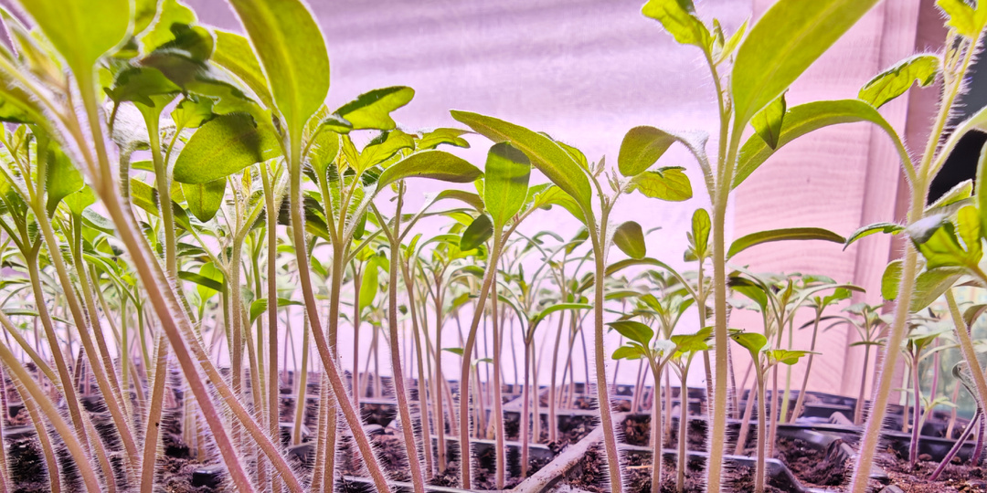 Как выглядит моя рассада томатов 13 апреля