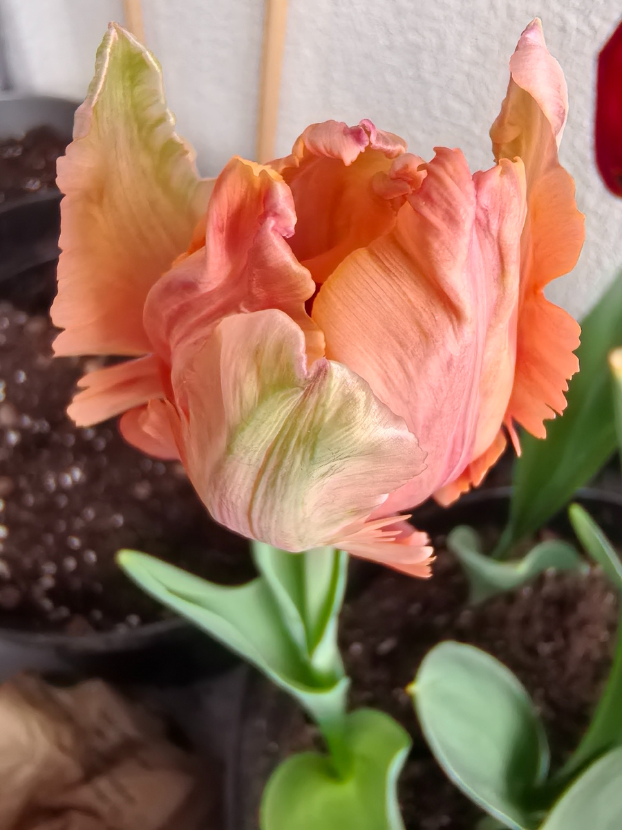 Тюльпаны на лоджии,  март 2026г
