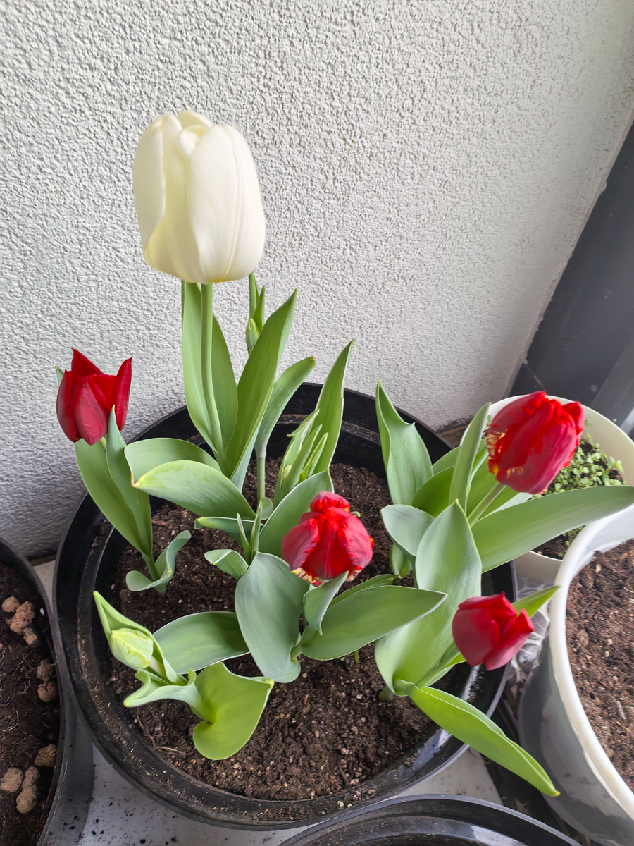Эти тюльпаны растут в 20-литровом кашпо