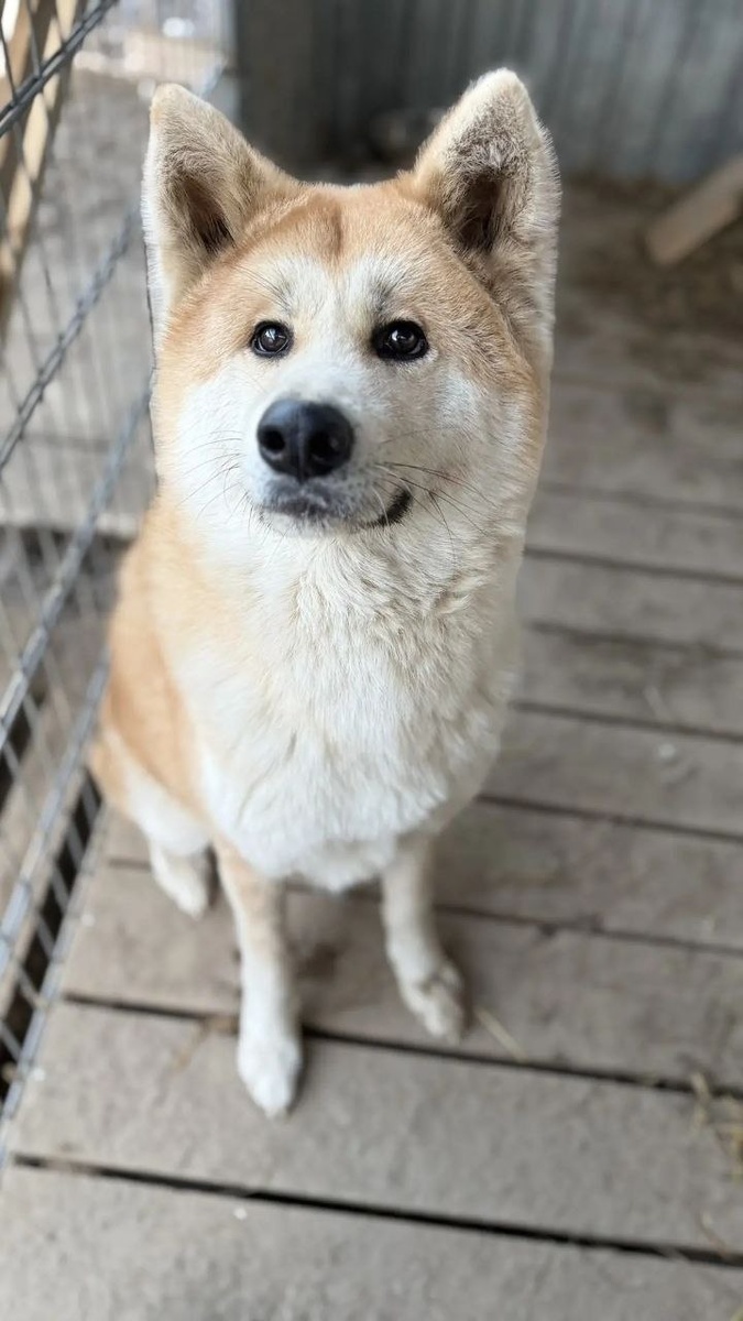 Арчи ищет семью.