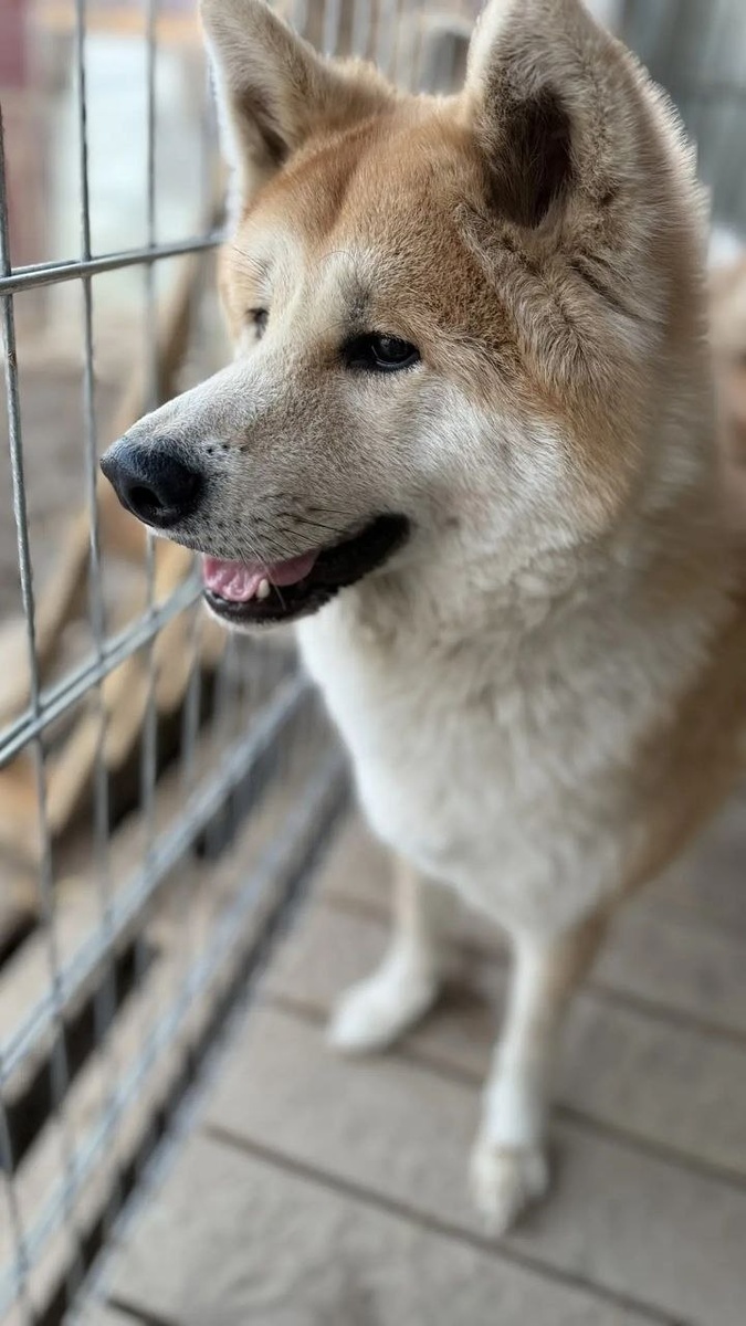 Отдельно важно понимать: акита-ину — это не «простая» порода.
Это собака с характером.