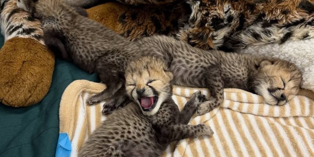 В зоопарке Огайо показали, как за год выросли Зола, Лулу и Кьяра — три гепарда
