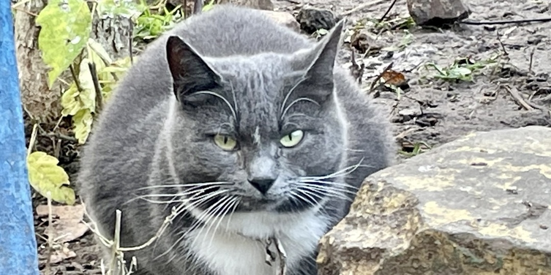 Обидеть кошку – значит навлечь на себя неприятности, действительно ли это так