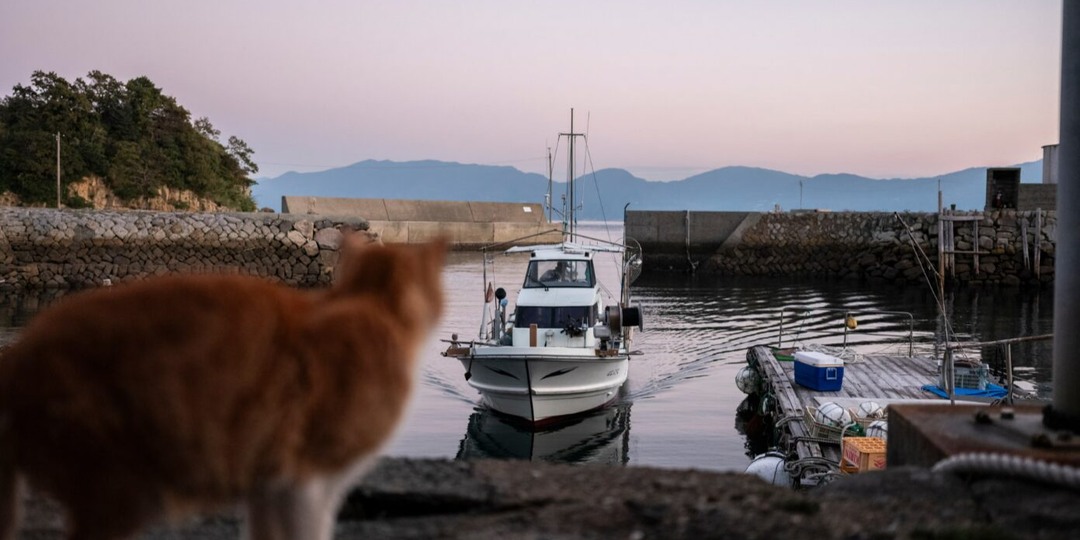 Остров кошек в Японии: Аосима, где кошек больше людей