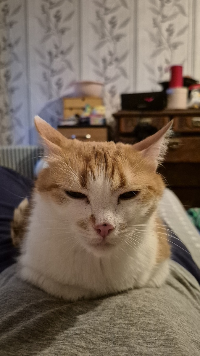 лечебный кошька