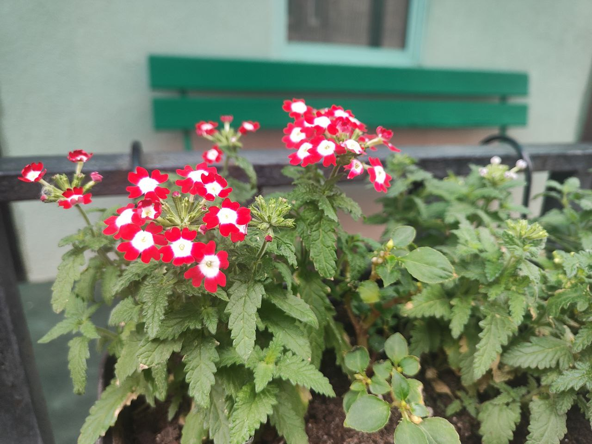 Фото автора.