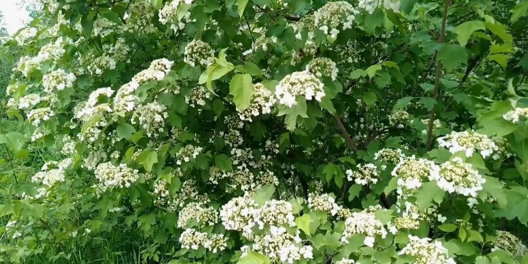 Калина распустила листья: пять заповедей её защиты от тли, чёрной пятнистости и мучнистой росы