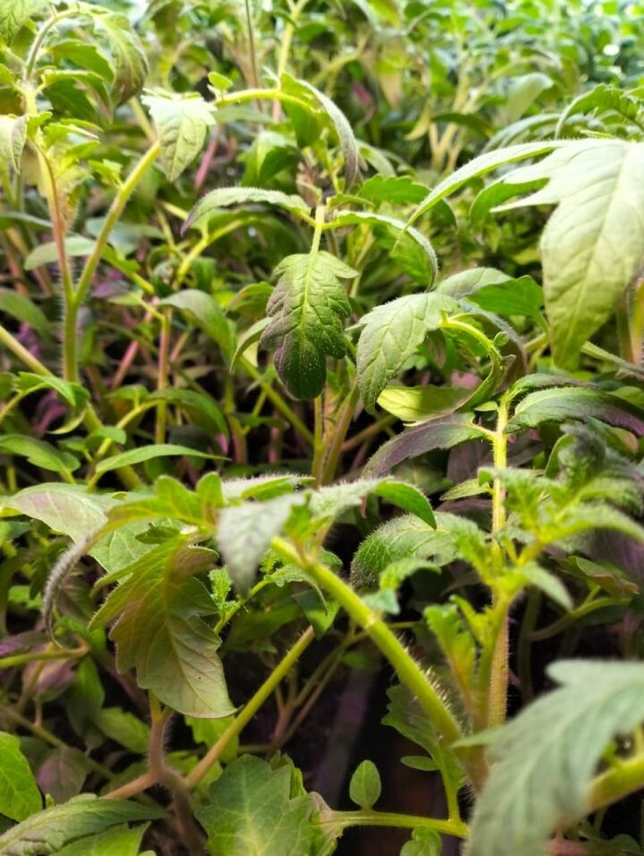 Фото – Р.Мортазинаның шәхси архивыннан