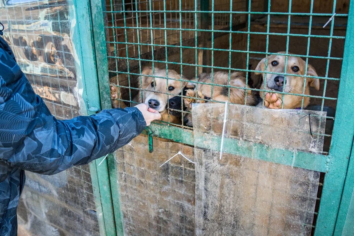 В России насчитывается 819 приютов. Фото: Александр Плонский / "ВиЖ".