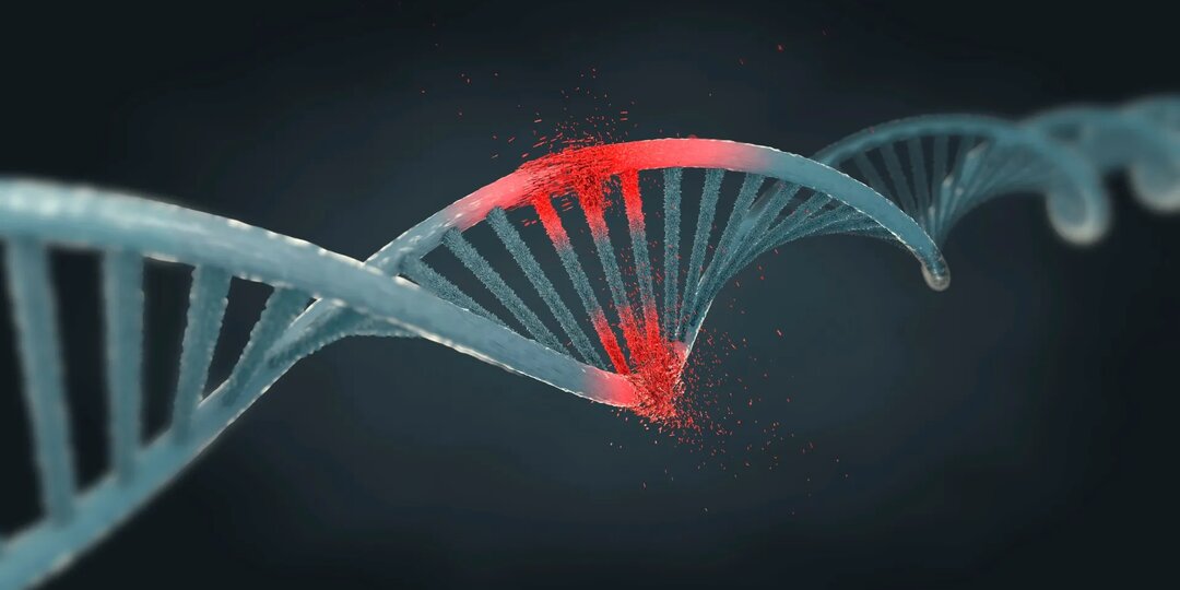 Одна буква в ДНК превратила самку мыши в самца: как это работает