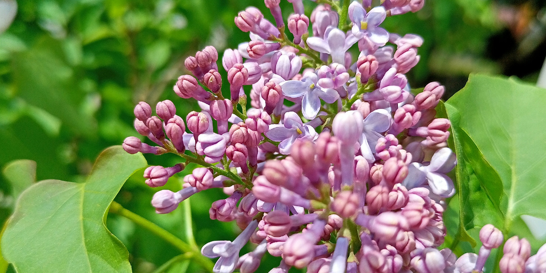 Зацветает сирень...13 апреля, Адлер