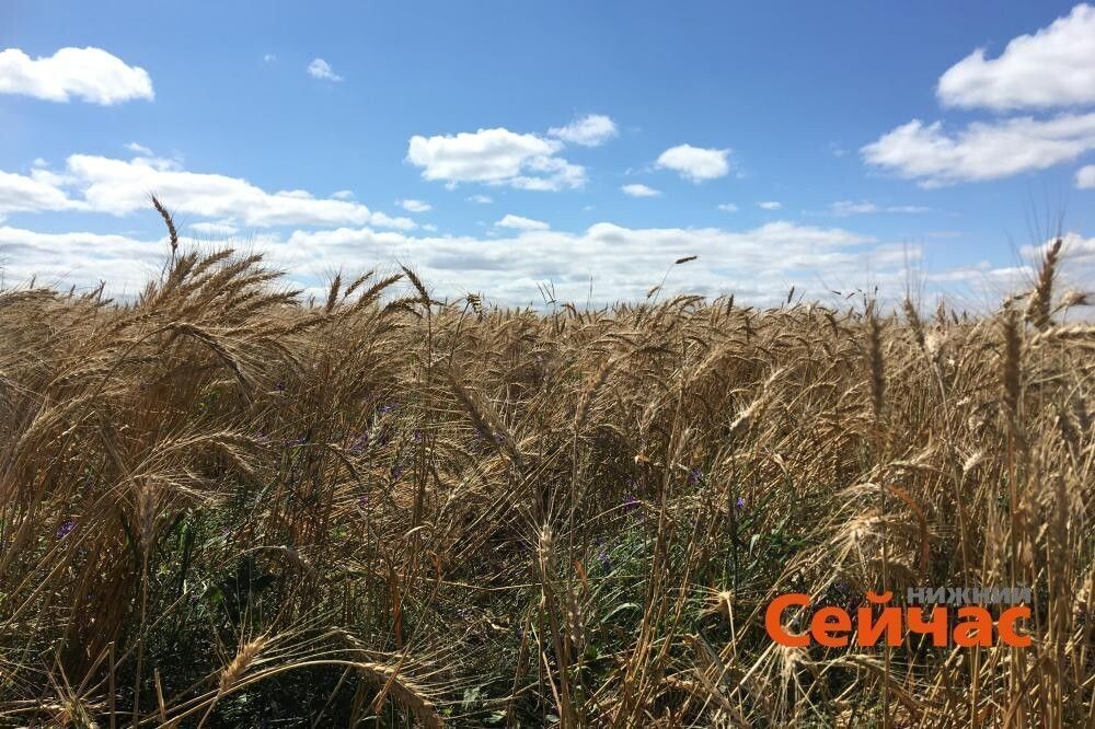    Фото: ИА "Нижний сейчас" Редакция nn-now