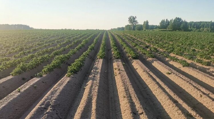    Фото: Лукьянов Дмитрий, AgroXXI.ru