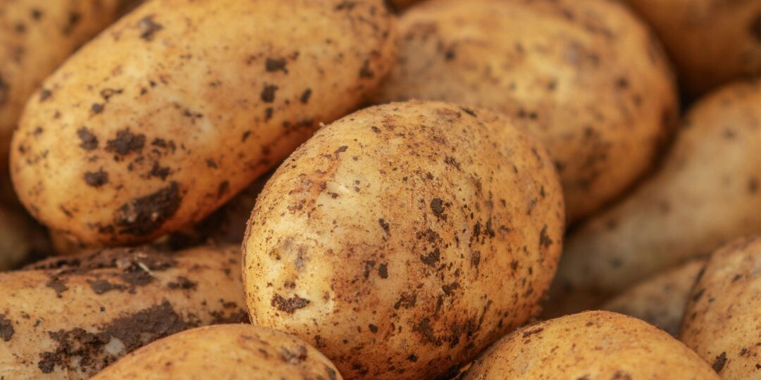 Картофель превзошёл бананы по содержанию калия