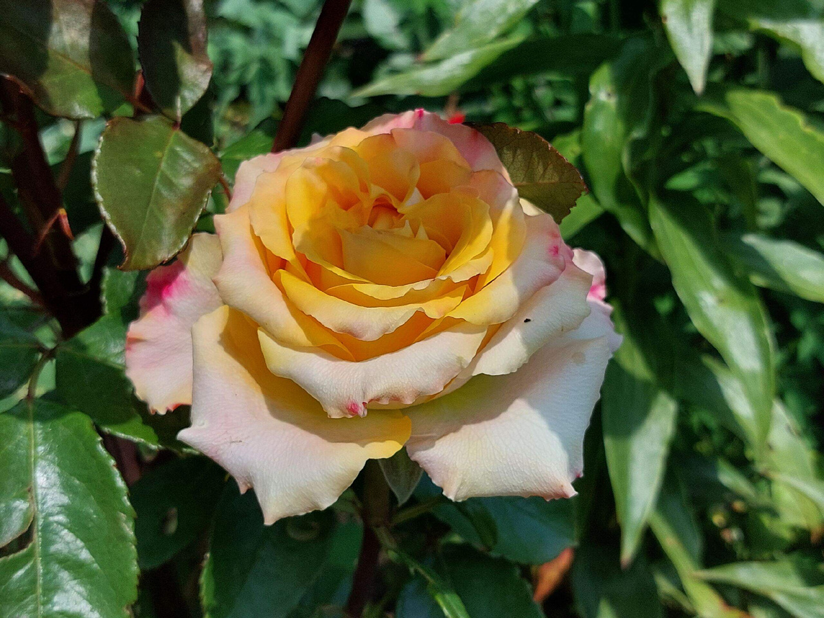 Роза «Текила Санрайз».