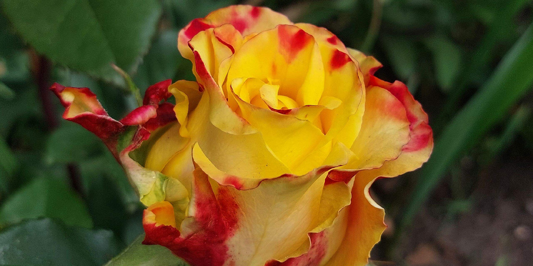 РозаТекила Санрайз.