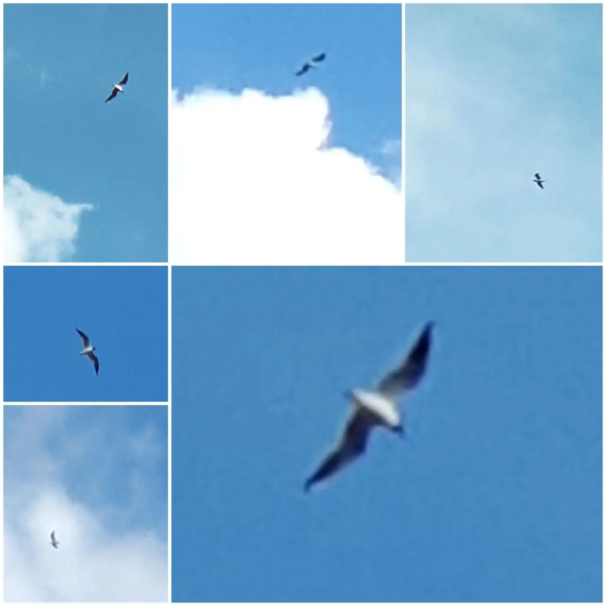 Коллаж автора статьи 13.04.2026г.