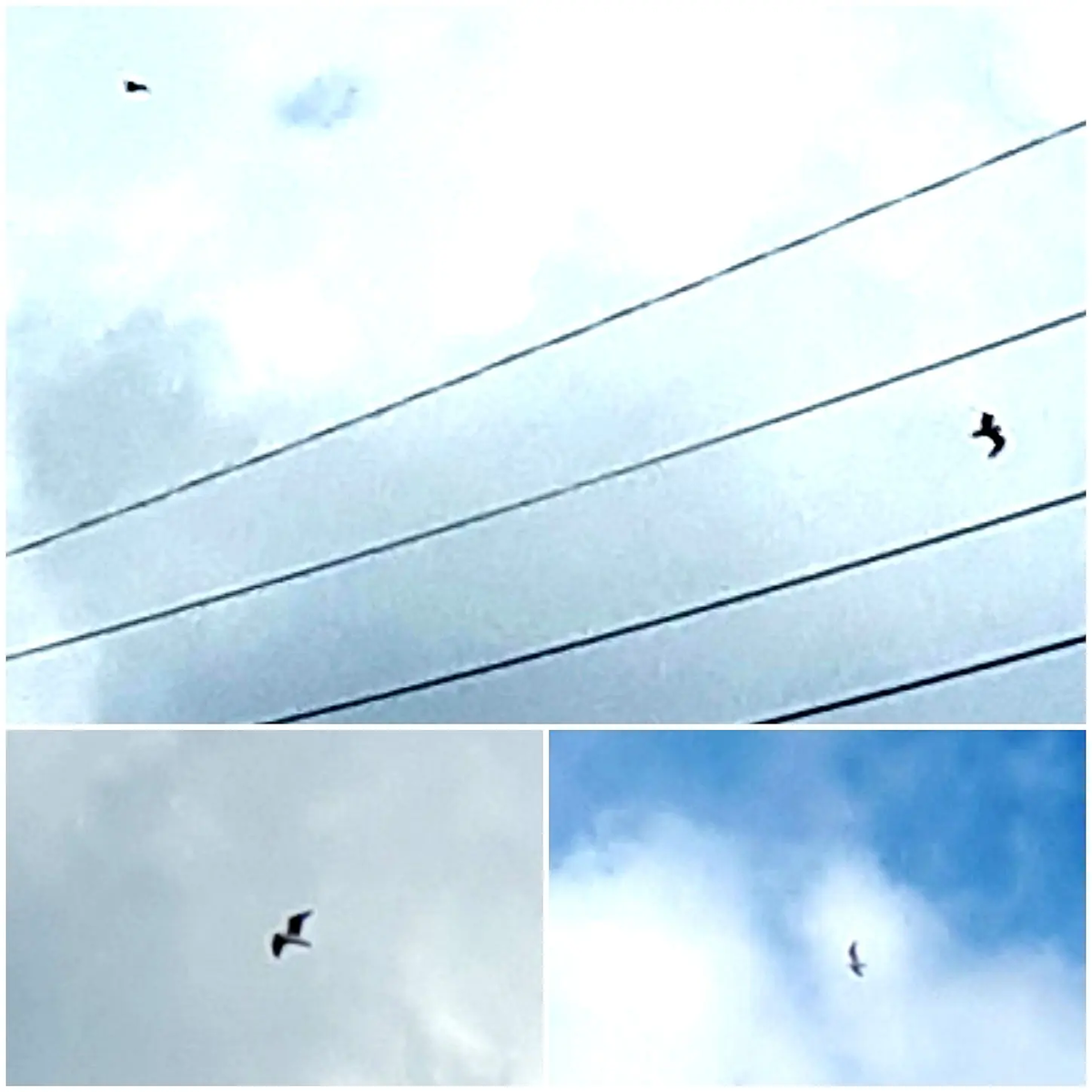 Коллаж автора статьи 13.04.2026г.