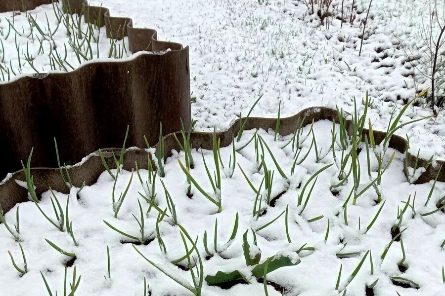 Если всходы чеснока попали под возвратные заморозки или весенний снег, опрыскайте их по листу для быстрого восстановления. Вот два проверенных варианта: 1) Аммиачная селитра + сахар: 10–15 г селитры и 1 ст. ложка сахара на 10 л воды. Сахар работает как мягкий антистрессант, а селитра дает быстрый азот. 2) Аминосил: 20–30 мл на 10 л воды. Аминокислоты помогают растению быстро прийти в себя после стресса.