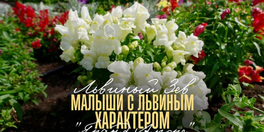 🆕 Малыши с львиным характером — Львиный Зев «Гранд аморе