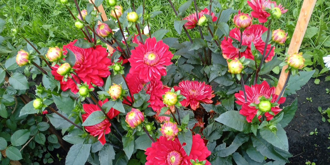 Возобновила прогулки под гору.