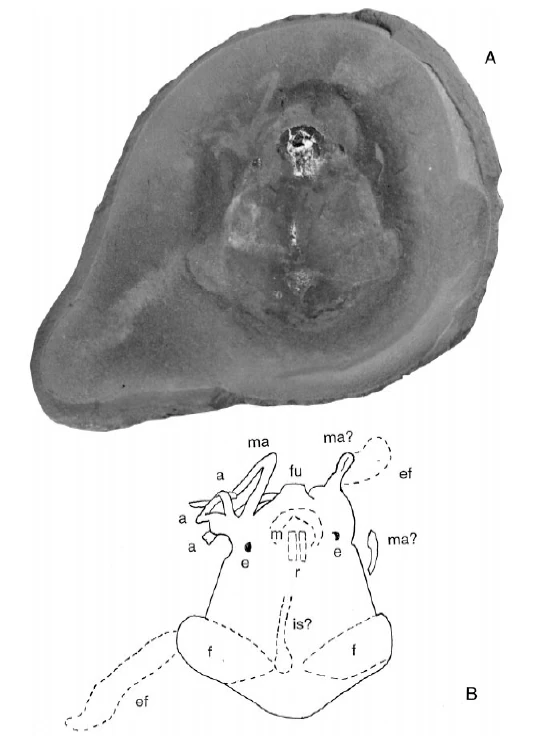 Фото и прорисовка образца Pohlsepia mazonensis