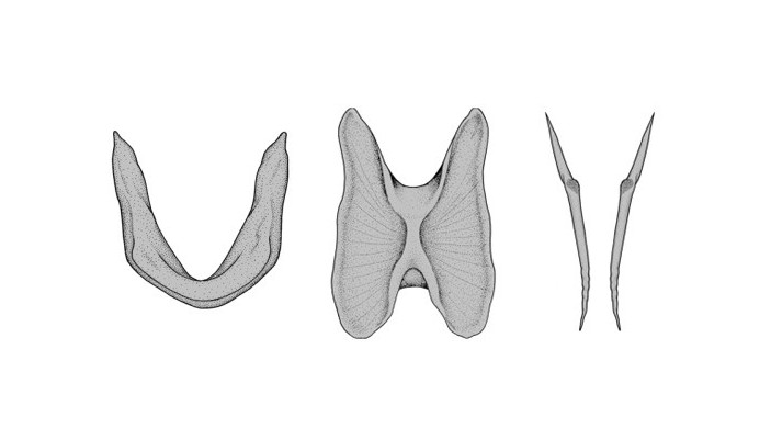 Гладиусы и стилеты современных осьминогов Grimpoteuthis, Cirroteuthis и Octopus