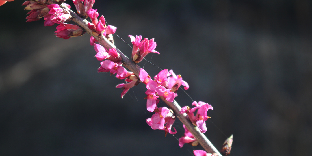 60+ фото из нашего сада: что у меня есть интересненького для самого начала весны