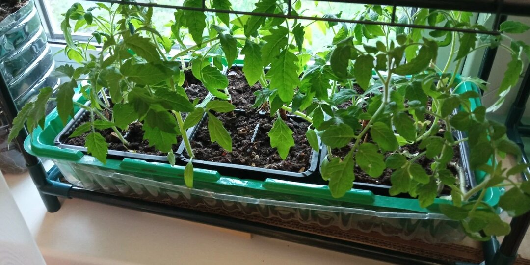 Что делать с переросшей рассадой томатов в апреле