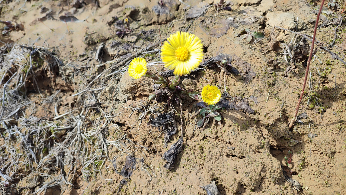 Мои многолетники))). Мать-и-мачеха на участке