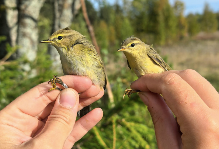 фото: Гали Сайко/Ладожская орнитологическая станция (ЛОС)