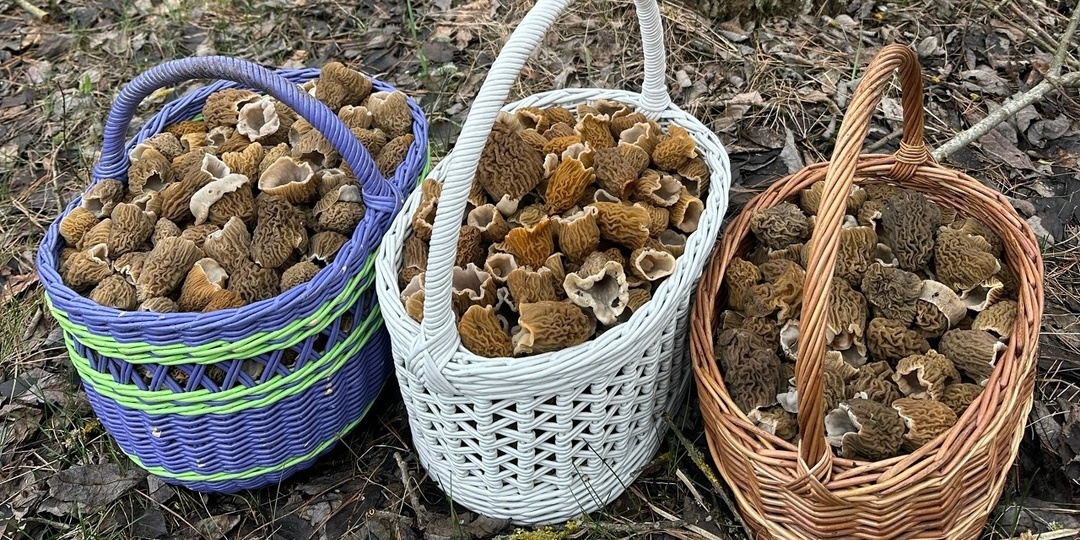 Грибники хвастаются урожаем из-под Бобруйска