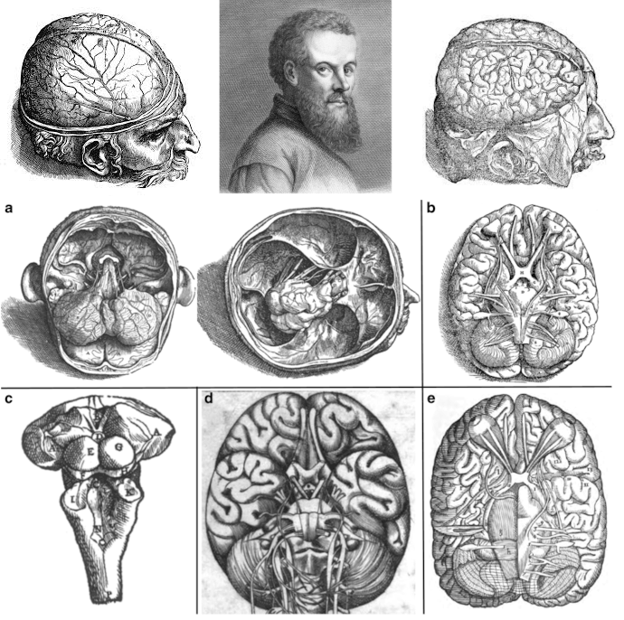 Зарисовки головного мозга в анатомическом атласе Андреаса Везалия удивляют своей достоверностью и подробностью: мозг исследован в разных плоскостях и на различных уровнях, что позволило впервые описать самые глубокие и маленькие структуры.