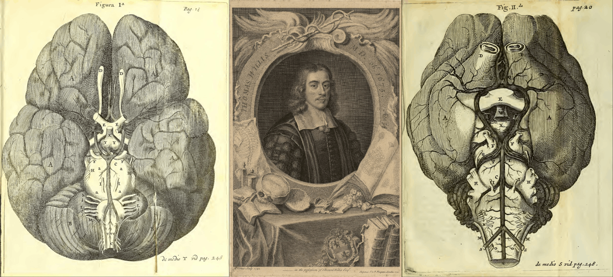 Зарисовки головного мозга в анатомическом атласе Томаса Уиллиса учитывают варианты нормальной анатомии: например, различия в форме извилин и борозд больших полушарий, варианты строения Виллизиева круга — основного артериального анастомоза в основании мозга.