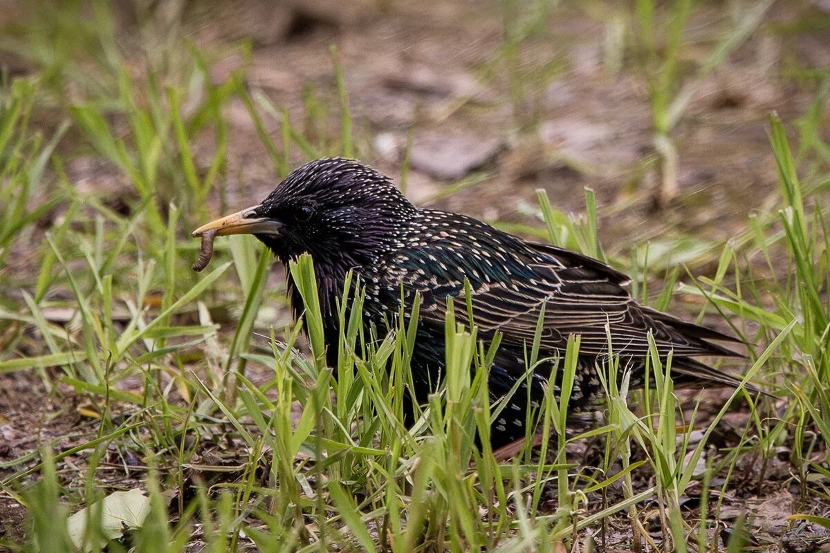 Обыкновенный скворец. Фото экоцентр "Яуза"