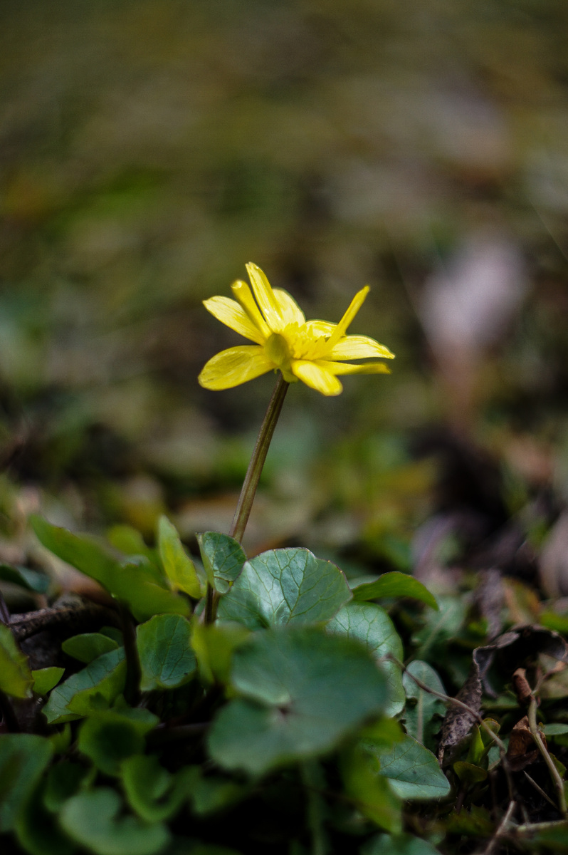 Чистяк весенний. Авторские фотографии Андрей Батуркин.