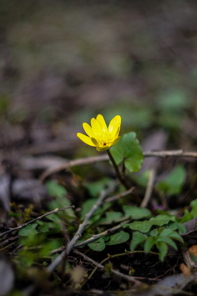 Чистяк весенний. Авторские фотографии Андрей Батуркин.